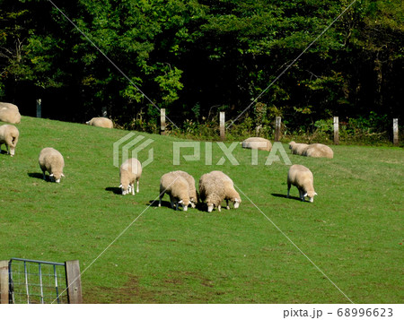 小岩井農場の羊たち 68996623