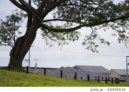 大きな樹の下/Roof top under the large tree 68996636