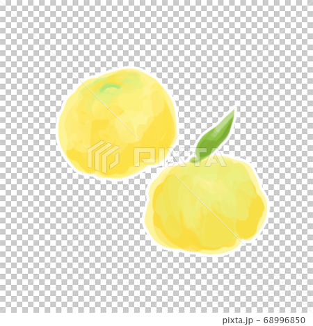 Yuzu of thick painting style illustration Yuzu of thick painting style illustration 68996850