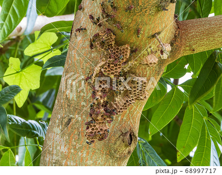 wasp nest on the branch wasp nest on the branch 68997717