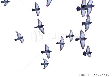 Dove in flight isolated on white background Dove in flight isolated on white background 68997759