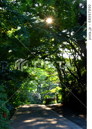 新緑の鎌倉古寺妙本寺に差し込む木漏れ日 新緑の鎌倉古寺妙本寺に差し込む木漏れ日 68997890