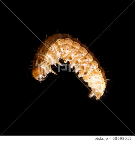 the caterpillar crawls on a black background 68998019