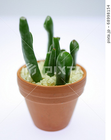 小さい宇宙の木03の写真素材