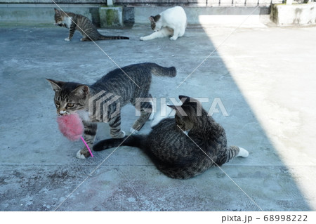猛暑日に上手に日陰で猫じゃらしで遊ぶ野良猫の子猫 猛暑日に上手に日陰で猫じゃらしで遊ぶ野良猫の子猫 68998222