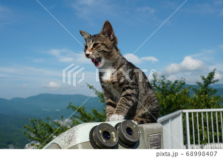 梅雨の晴れ間に絶景の下界を見下ろす野良猫の子猫 68998407