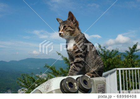 梅雨の晴れ間に絶景の下界を見下ろす野良猫の子猫 68998408