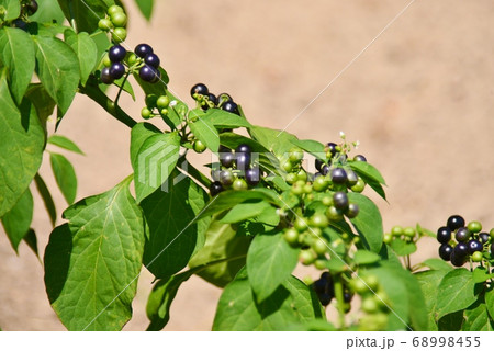 ガーデンハックルベリーの写真素材