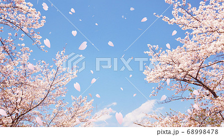 桜の舞のイラスト素材