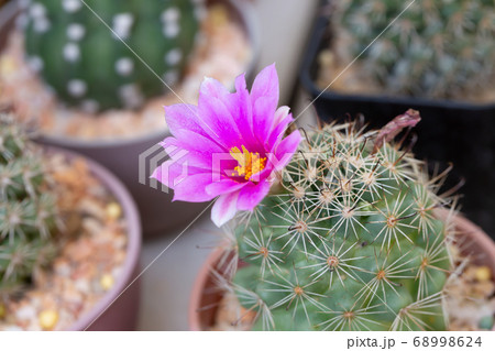 Pink cactus flower blooming in the garden 68998624
