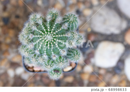 small decorative cactus in pot small decorative cactus in pot 68998633