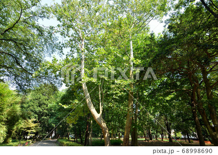 林試の森公園 68998690