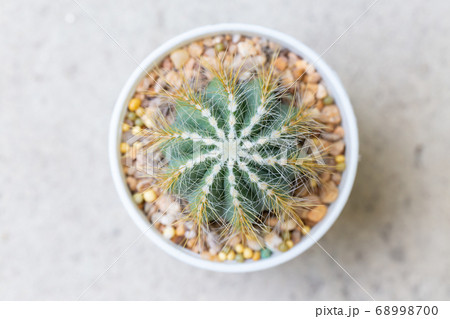 small decorative cactus in pot small decorative cactus in pot 68998700