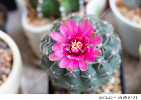 Pink cactus flower blooming in the garden 68998701