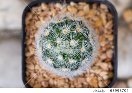 small decorative cactus in pot small decorative cactus in pot 68998702
