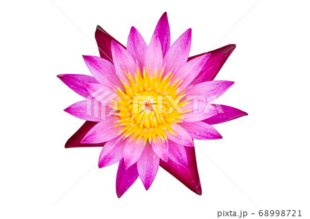 Water lily or lotus flower isolated on white with Water lily or lotus flower isolated on white with 68998721