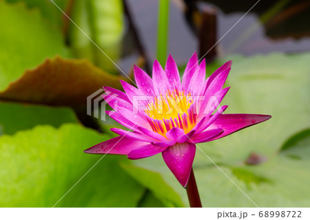 Water lilies aquatic herbs in temperate and Water lilies aquatic herbs in temperate and 68998722