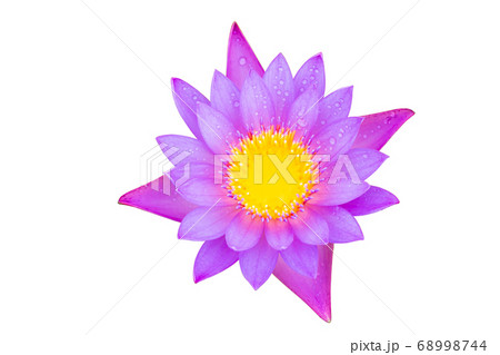 Water lily or lotus flower isolated on white with clipping path included 68998744