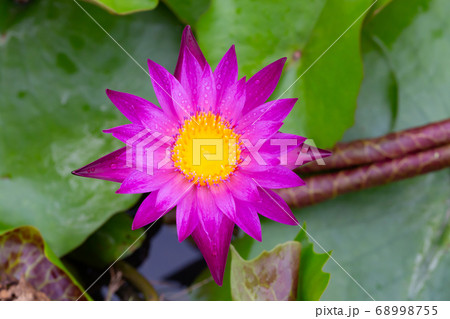 Water lilies aquatic herbs in temperate and Water lilies aquatic herbs in temperate and 68998755