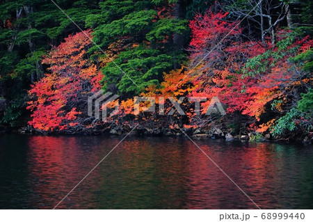 八ヶ岳白駒の池に反射する紅葉 八ヶ岳白駒の池に反射する紅葉 68999440