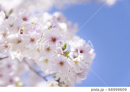 桜　コピースペース 68999609