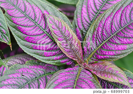 紫の葉っぱの写真素材