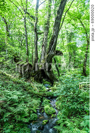 たじま高原植物園 和池の大カツラ たじま高原植物園 和池の大カツラ 69000020