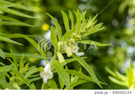 Closed-up of the clean organic sesame plant and pods with flowers in many different sizes grow in the garden with a green plant background 69000234
