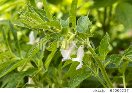 Closed-up of the clean organic sesame plant and pods with flowers in many different sizes grow in the garden with a green plant background Closed-up of the clean organic sesame plant and pods with flowers in many different sizes grow in the garden with a green plant background 69000237