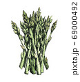 Hand-drawn watercolor image of asparagus. JPEG 69000492