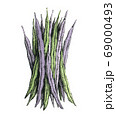 Hand-drawn watercolor image of a green beans. JPEG 69000493