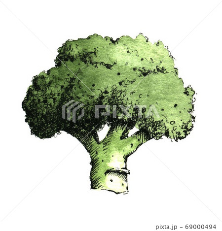 Hand-drawn watercolor image of broccoli. JPEG only Hand-drawn watercolor image of broccoli. JPEG only 69000494