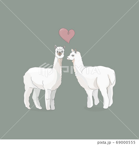 Vector illustration of two llamas or alpacas and a heart between them. 69000555