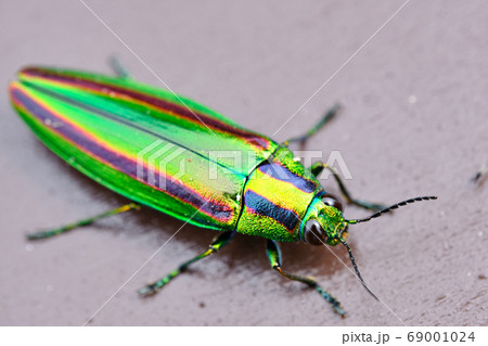 昆虫　タマムシ 69001024