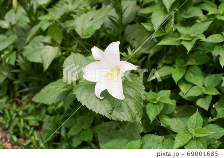 花 フラワー お花 69001685