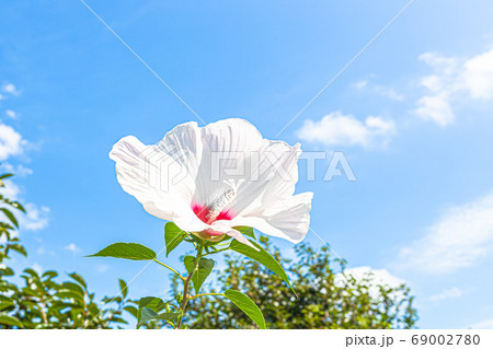 白いハイビスカスの花と青空の写真素材