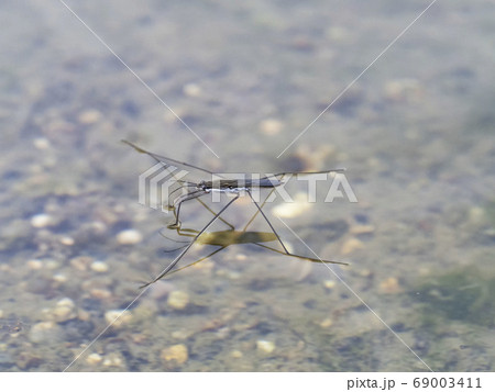 アメンボ 69003411