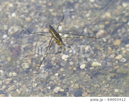 アメンボ アメンボ 69003412