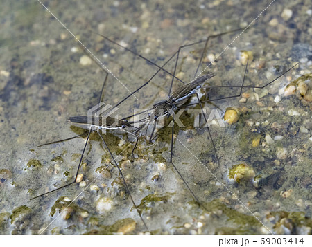 アメンボ 69003414