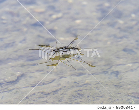 アメンボ アメンボ 69003417