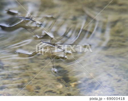 アメンボ 69003418