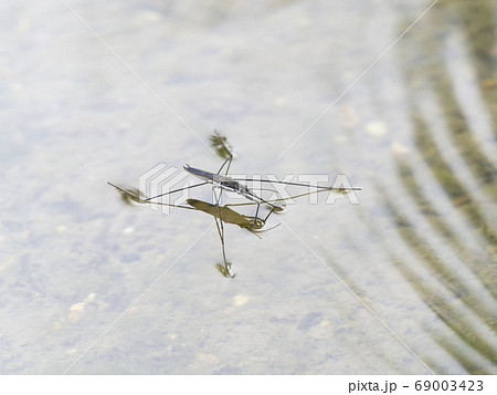 アメンボ アメンボ 69003423