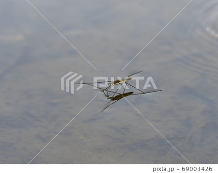 アメンボ アメンボ 69003426