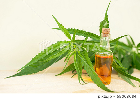 Hemp leaves and CBD oil. Alternative Medicine, Herbal Treatment concept Hemp leaves and CBD oil. Alternative Medicine, Herbal Treatment concept 69003684