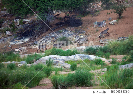 Waterbucks running along the river in the Limpopo 69003856