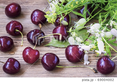 Big sweet juicy cherries, foliage and flowers on 69004002