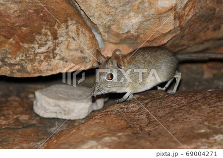 African elephant mouse among stones, Botswana, 69004271
