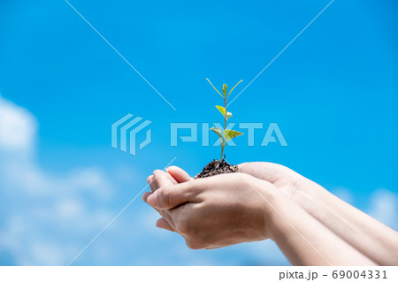 Young plants and the soil in farmer's hands holding  is ready to plant with sky background 69004331