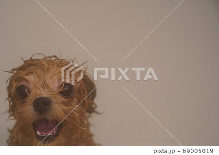 濡れた子犬 濡れた子犬 69005019