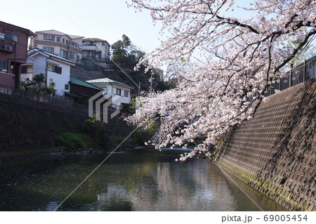 大岡川の川面から見た桜(弘明寺付近) 大岡川の川面から見た桜(弘明寺付近) 69005454